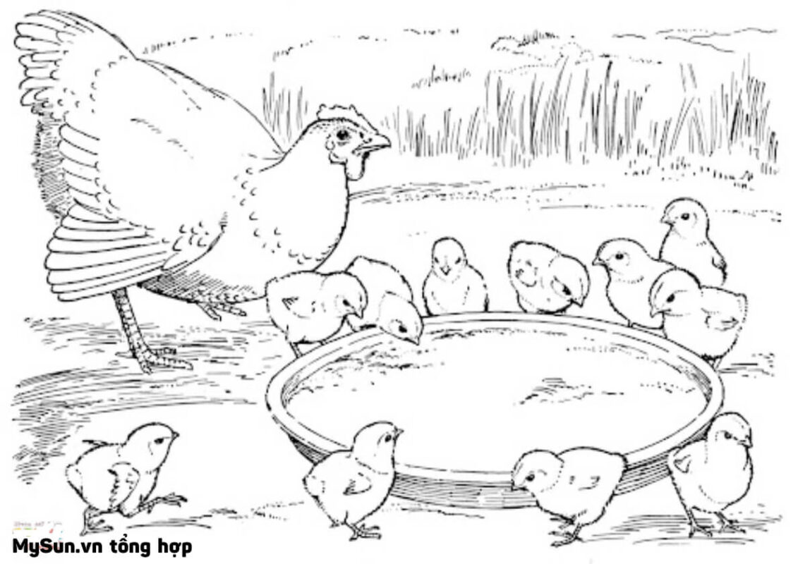 hình vẽ tô màu cho bé đàn gà con và gà mẹ mái