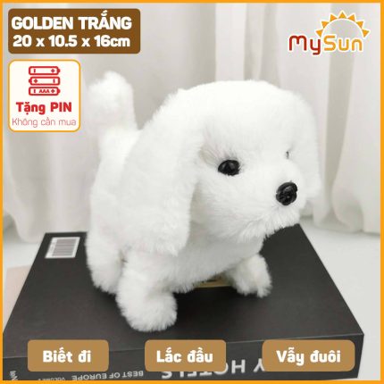 Chó Golden Trắng
